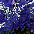 jacaranda tree 