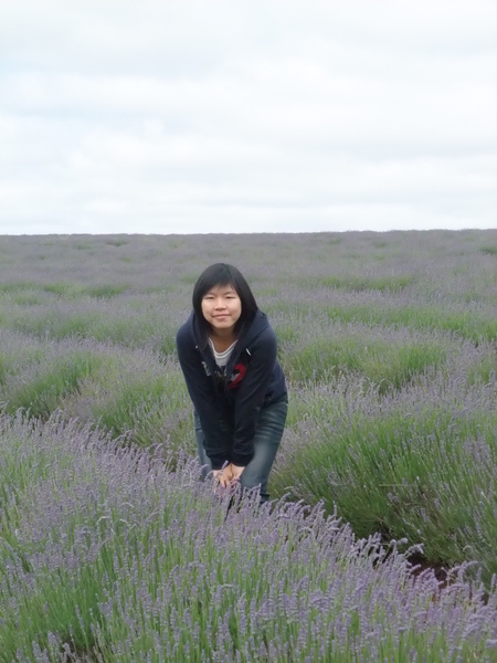 bridestowe estate lavender farm