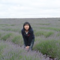 bridestowe estate lavender farm