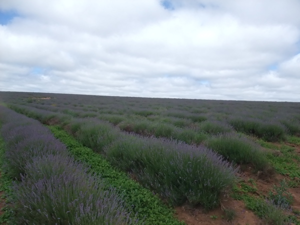 bridestowe estate lavender farm