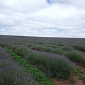 bridestowe estate lavender farm