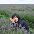 bridestowe estate lavender farm