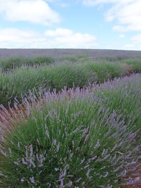 bridestowe estate lavender farm