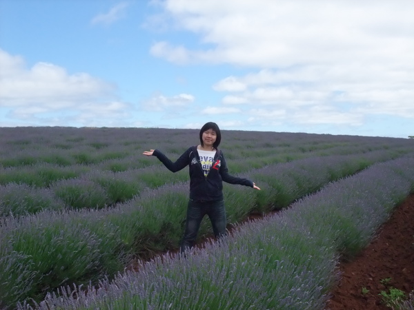 bridestowe estate lavender farm