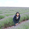 bridestowe estate lavender farm