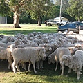 2009-4-18 - Murrurundi 4.JPG