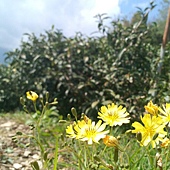 雲山茶鄉再努力長大