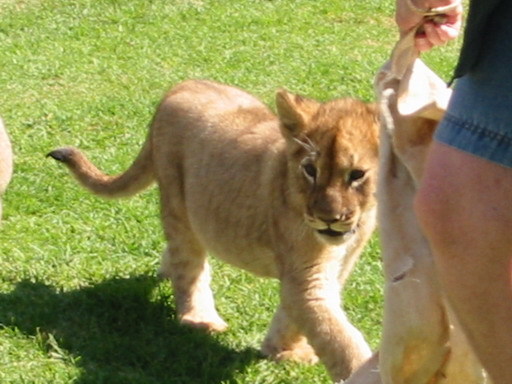 Picture 049lion.jpg