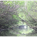 四草紅樹林綠色隧道