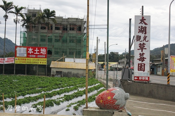 太湖觀光草莓園