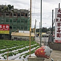 太湖觀光草莓園