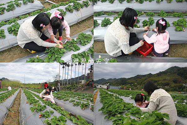 太湖觀光草莓園