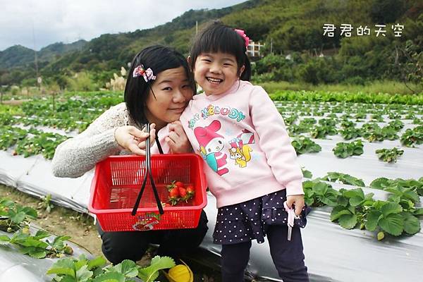 太湖觀光草莓園