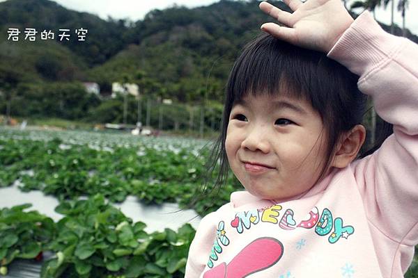 太湖觀光草莓園