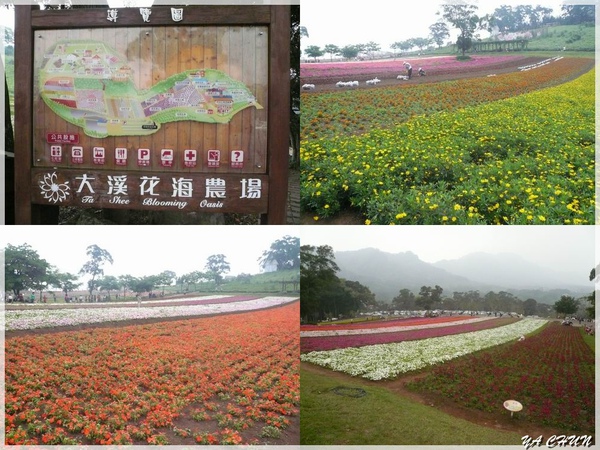 桃園大溪花海農場