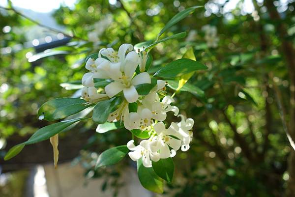 20140914南港桂花步道-10.JPG