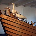 Natuurmuseum各式各樣的水鳥