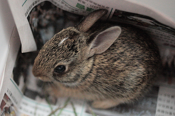 100909Rabbit003.JPG