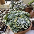 多肉-568.jpg