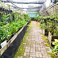 蘭科植物園 (10 - 42).jpg