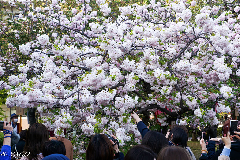 滋賀 (720 - 1096).jpg