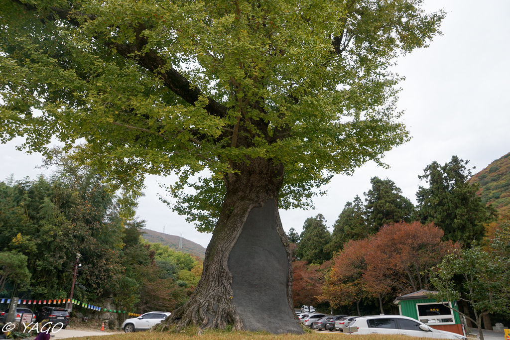 釜山 (905 - 1179).jpg