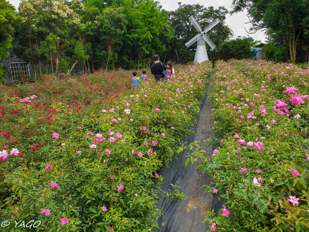 苗栗 (50 - 157).jpg