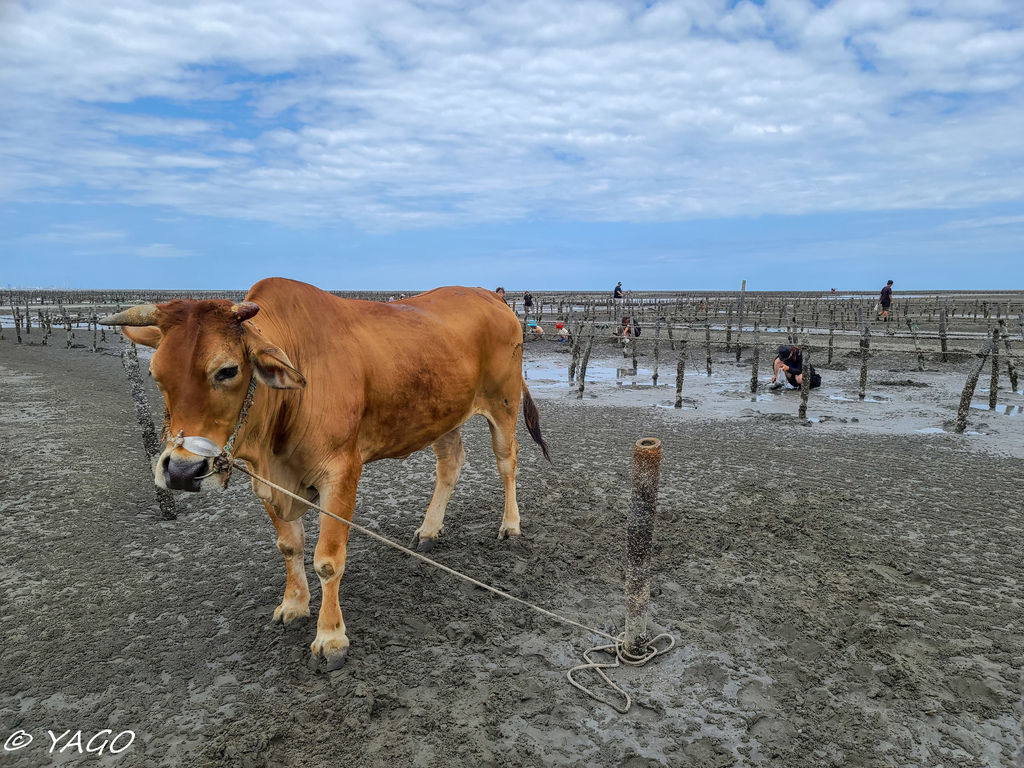 海牛採葡萄 (32 - 100).jpg