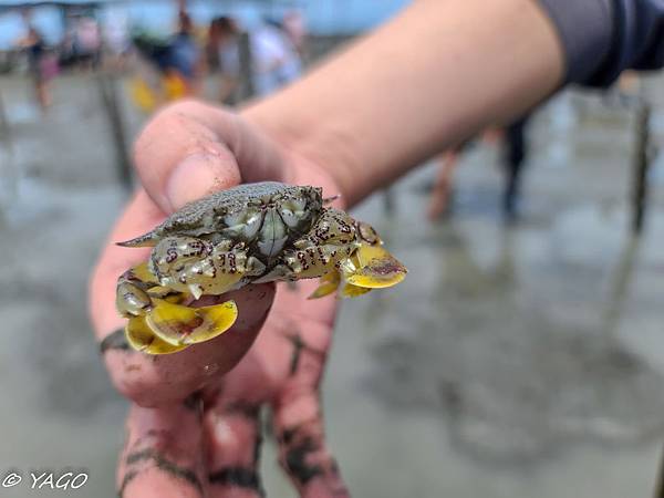 海牛採葡萄 (38 - 100).jpg