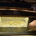 化石 (18 - 146).jpg