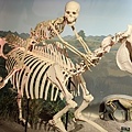 化石 (46 - 146).jpg