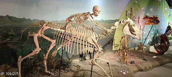 化石 (47 - 146).jpg