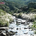 許莉。東北角草嶺古道