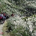 許莉。東北角草嶺古道