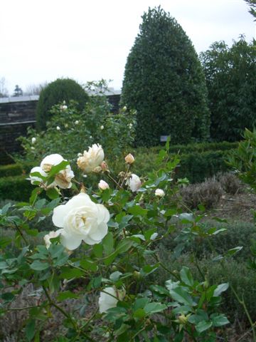 花園裡的玫瑰.JPG