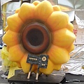 太陽花