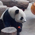 圓圓