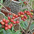 珈琲紅紅