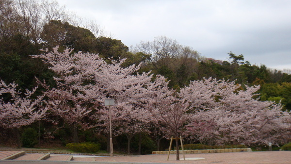 在運動公園的櫻花樹