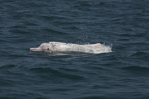 2010-07-21龍鳳漁港-1by陳吉鵬.jpg