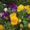 DSC00867