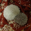 DSC00645
