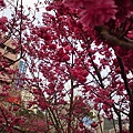 DSC00878