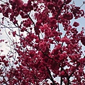 DSC00877