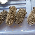 P7300076.JPG