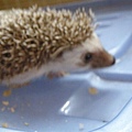 奶茶小弟弟