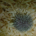 DSC01013