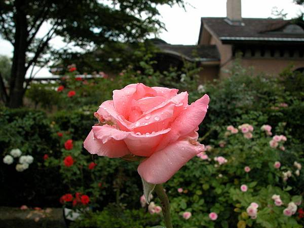 河口湖音樂美術館(花園內的