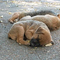 原來是四隻小狗在睡覺...懶洋洋的....