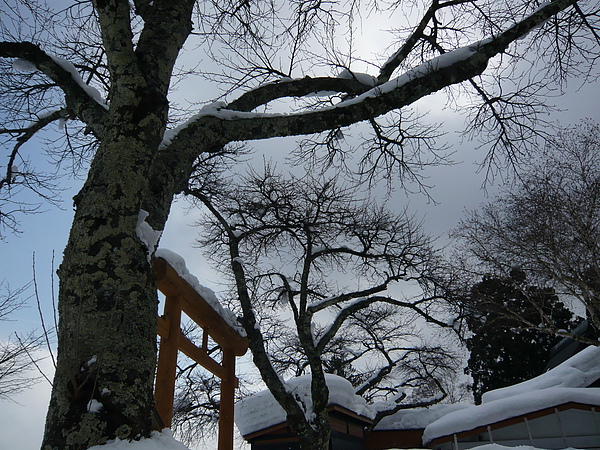 2010山形~秋田~田澤湖~鳥居 079.jpg